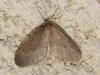 295515 – Photo : Moth-er – France (69)